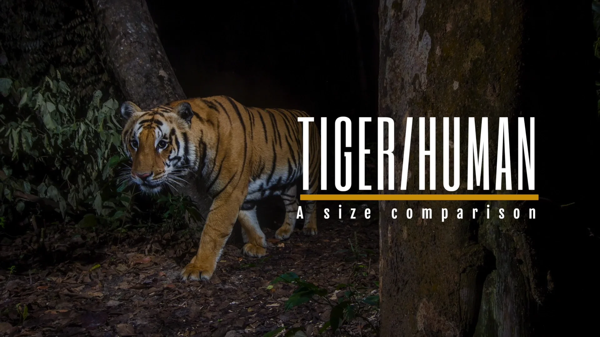siberian tiger size comparison to human