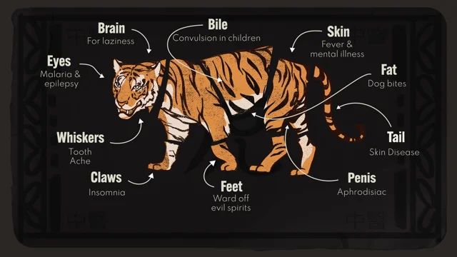 Tiger Mafia Traditional Chinese Medicine