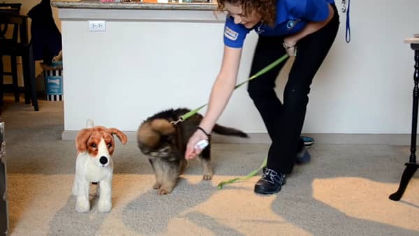 Puppy Socialization From Home Polite Greetings Karen Pryor Academy