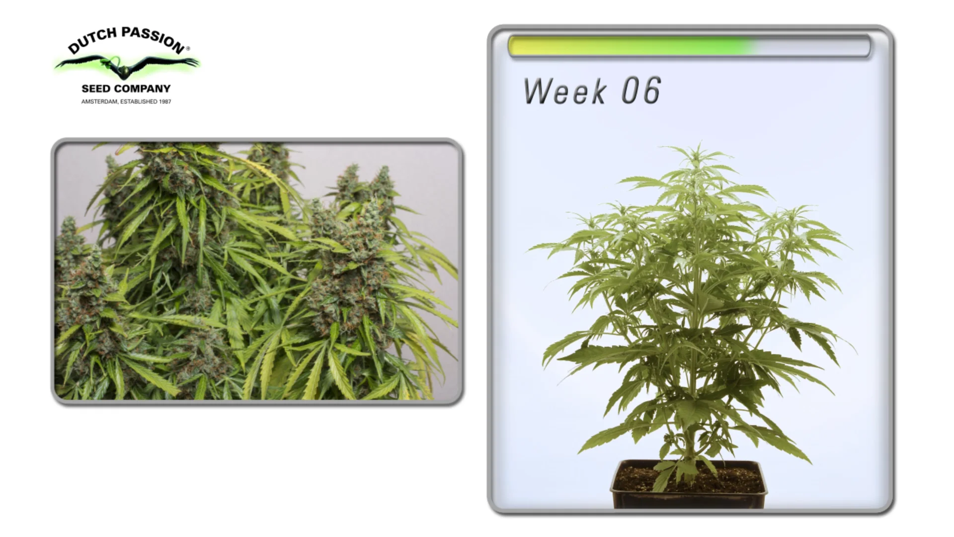 Auto Blueberry Dutch Passion - Cannabis growing