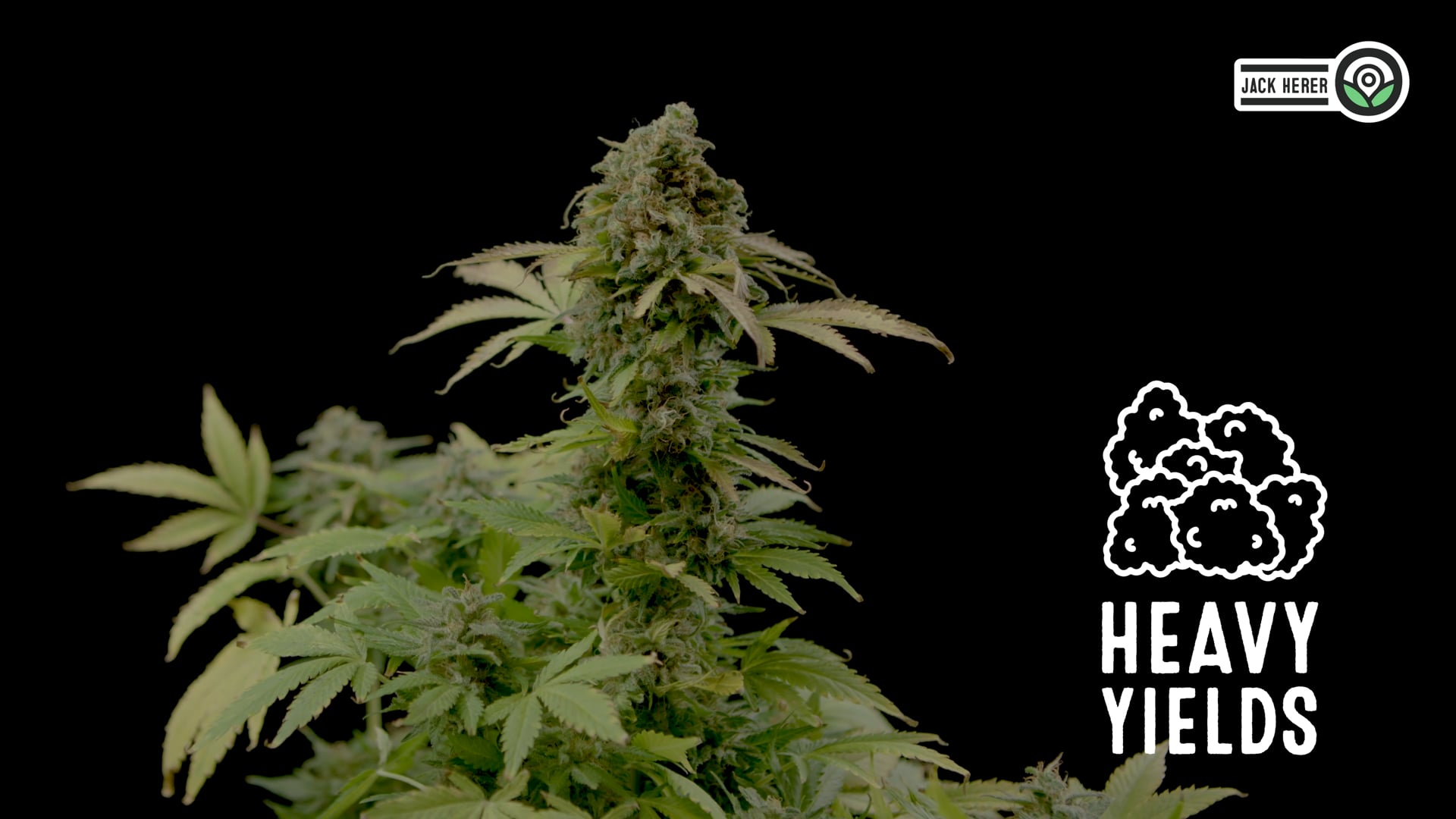 Jack Herer Seeds Feminized Online | Homegrown Cannabis Co.