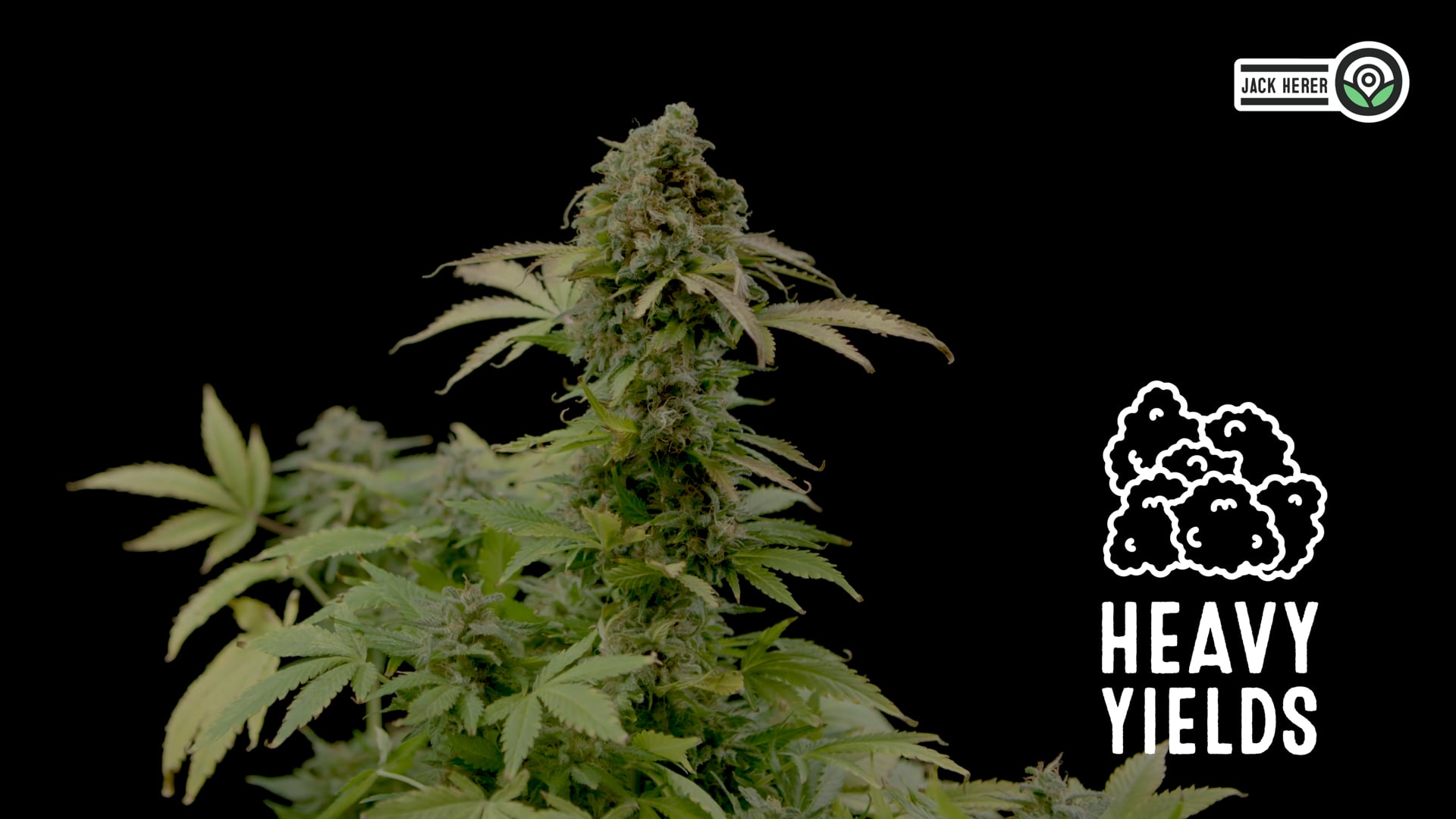 Jack Herer Feminized Cannabis Seeds