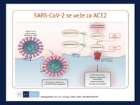 Bolesnici s astmom i COVID-19 infekcija  (prim. dr. sc. Marina Lampalo, dr. med.)