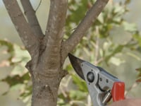 Pruning Young Trees