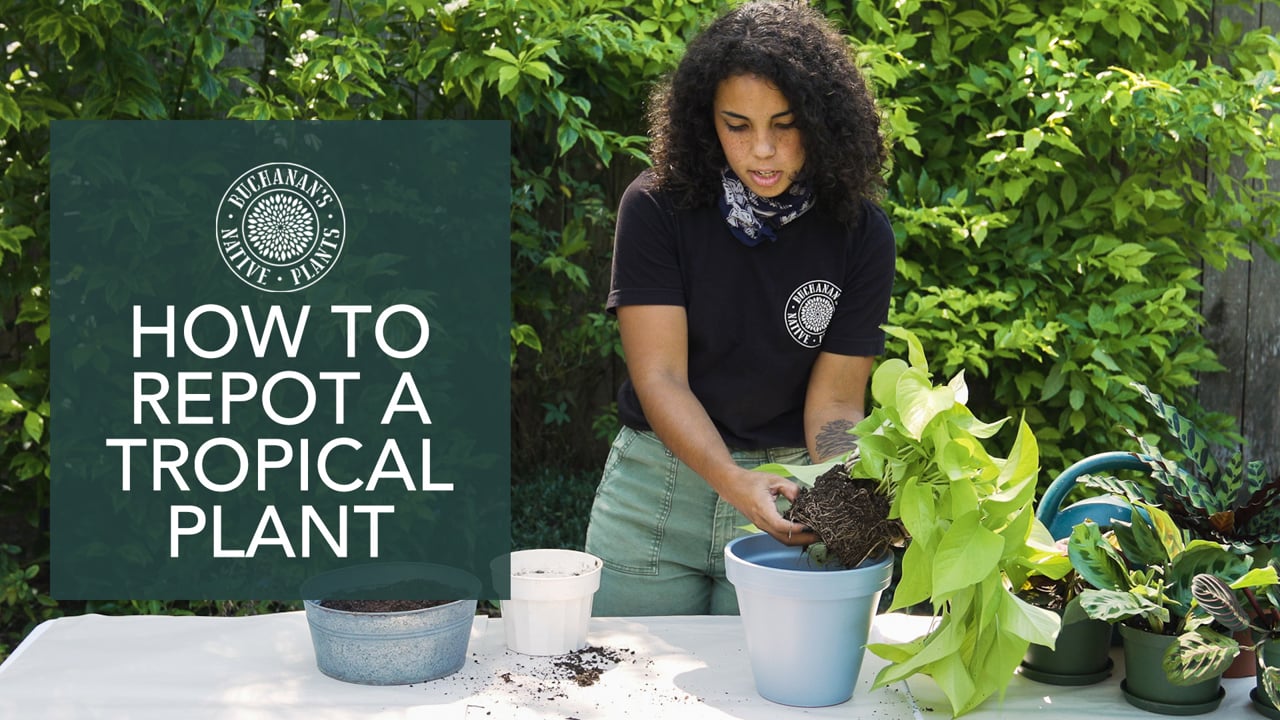 How to Repot a Tropical Plant