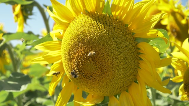 90以上の無料ひまわり 自然動画 Hd 4kクリップ Pixabay