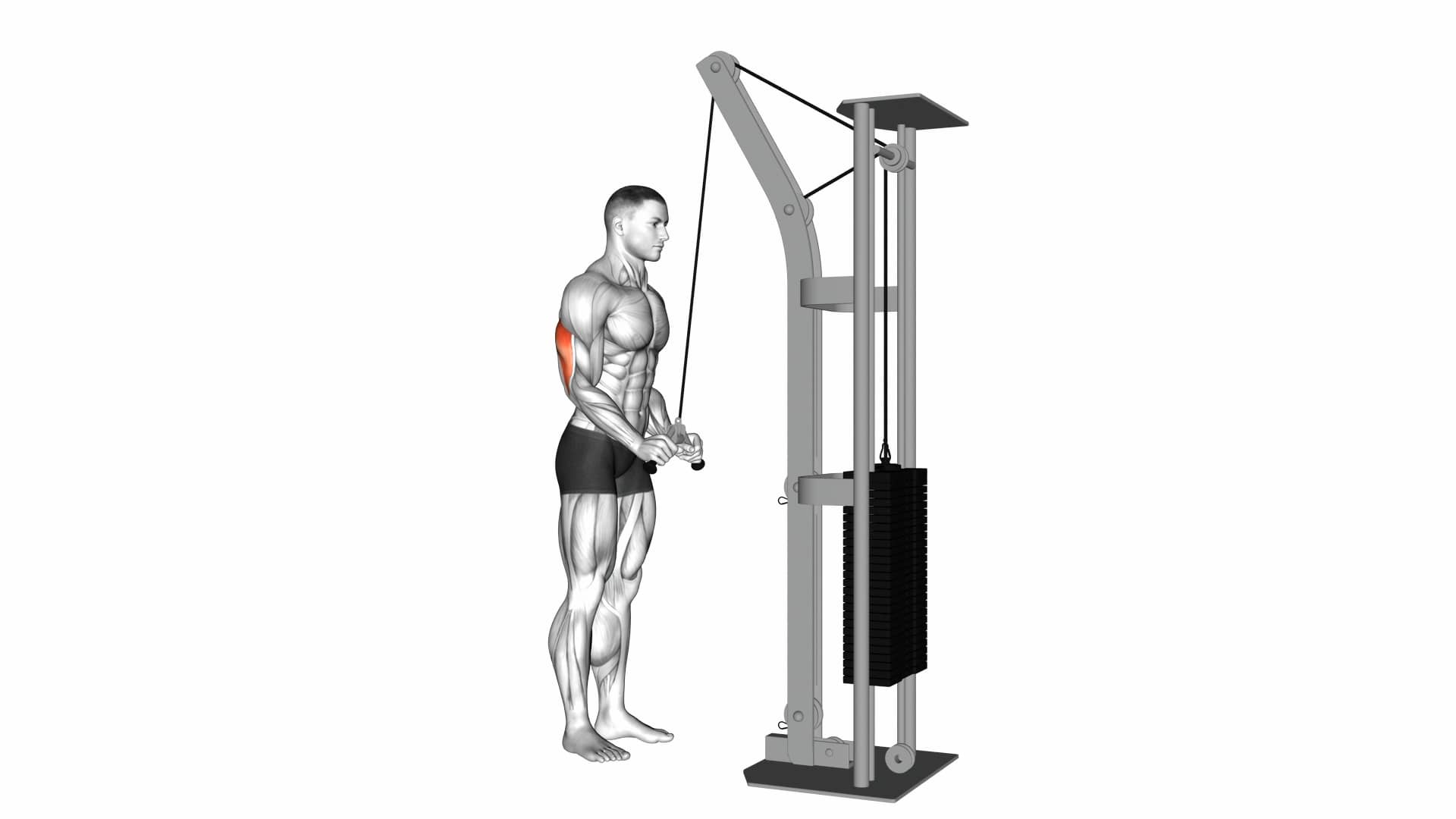 02411201-cable-triceps-pushdown-(v-bar-attachment) Upper-arms On Vimeo