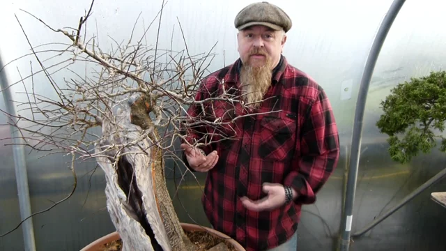 Instant - Bonsai - For - Everyone: Bonsai expert Graham Potter on air  pruning pots for bonsai