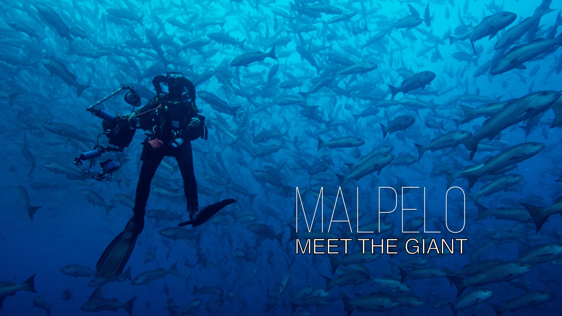 Malpelo - Meet the Giant