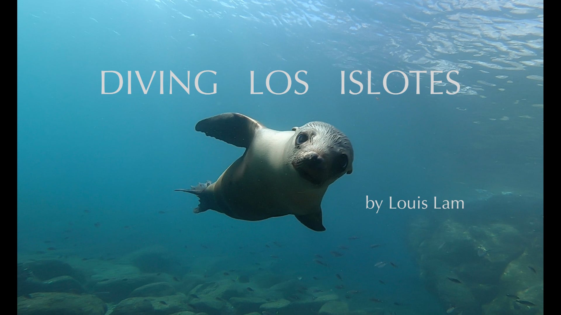 Diving Los Islotes