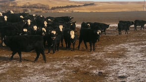 Lot #61 - 144 BLACK BALDY REPLACEMENT HEIFERS