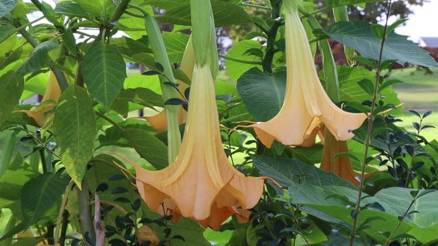 Flowers, Angel Trumpet Flower, Toxic. Free Stock Video - Pixabay