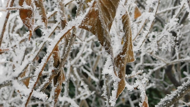 Frozen, Leaves, Winter. Free Stock Video - Pixabay