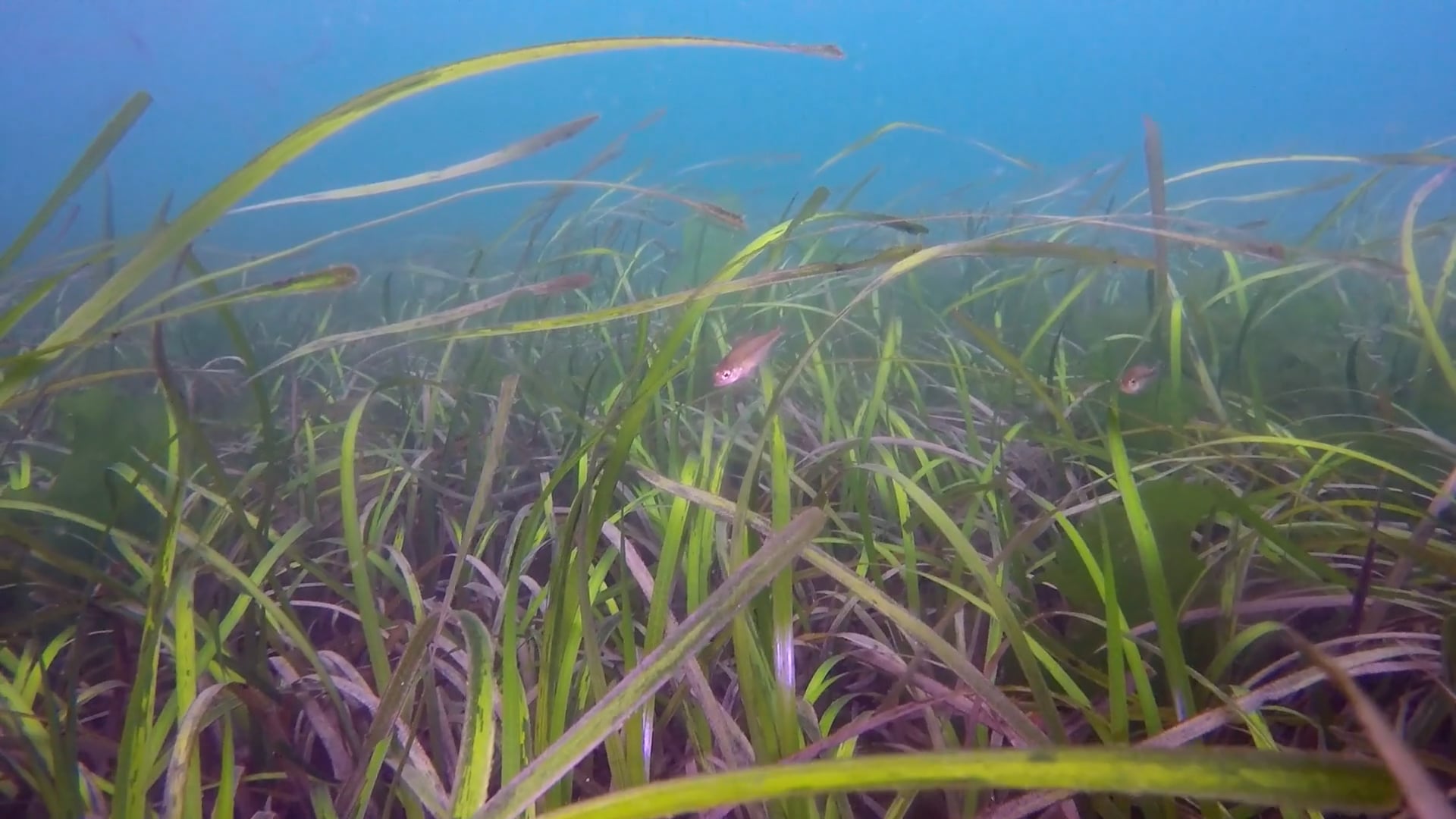 A ALFOMBRA VERDE - PRADARÍAS DE ZOSTERA