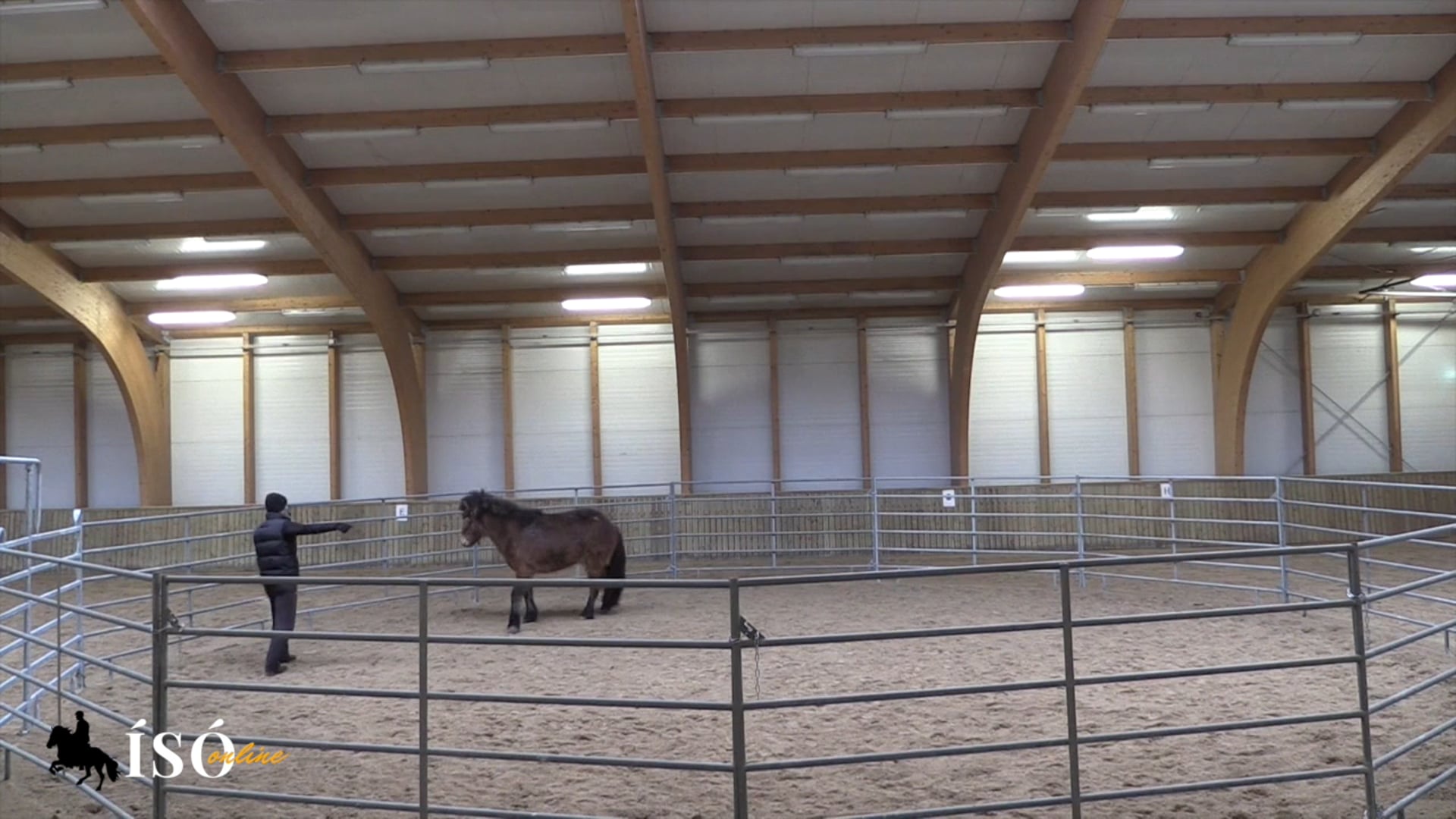 Development of Vörður, loose in round pen