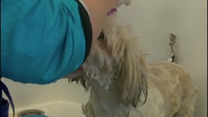A short video that illustrates on how to safetely wash and rinse the head