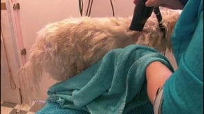 Drying and dematting drop coated dogs