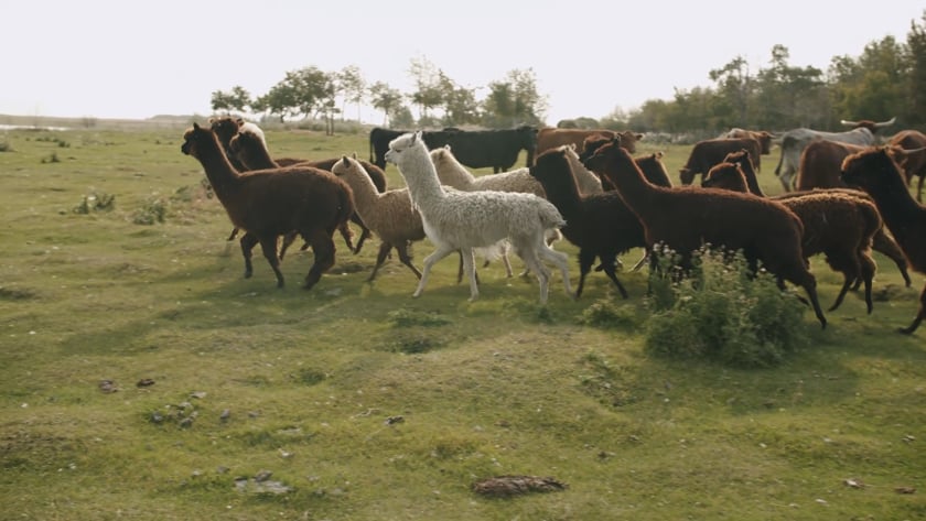 vimeo-video-thumbnail