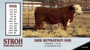 Lot #958 - SHR SENSATION 958