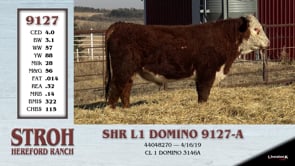 Lot #9127 - SHR L1 DOMINO 9127-A