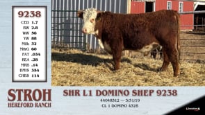 Lot #9238 - SHR L1 DOMINO SHEP 9238