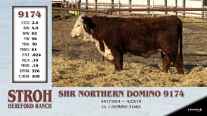 Lot #9174 - SHR NORTHERN DOMINO 9174