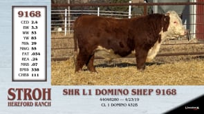 Lot #9168 - SHR L1 DOMINO SHEP 9168