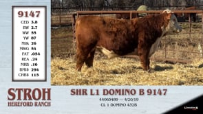 Lot #9147 - SHR L1 DOMINO B 9147