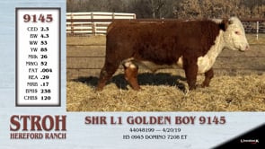Lot #9145 - SHR L1 GOLDEN BOY 9145 ** OUT OF SALE **