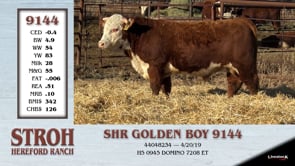 Lot #9144 - SHR GOLDEN BOY 9144