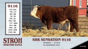 Lot #9116 - SHR SENSATION 9116