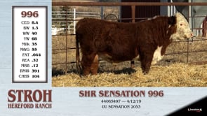 Lot #996 - SHR SENSATION 996