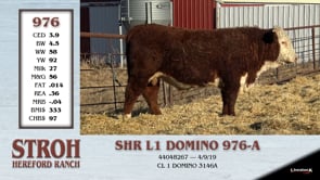 Lot #976 - SHR L1 DOMINO 976-A