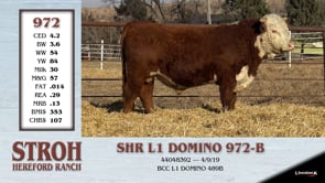 Lot #972 - SHR L1 DOMINO 972-B