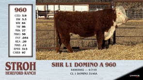 Lot #960 - SHR L1 DOMINO A 960