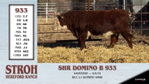 Lot #933 - SHR DOMINO B 933