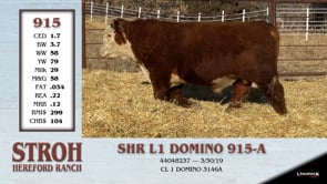 Lot #915 - SHR L1 DOMINO 915-A