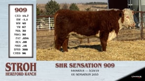 Lot #909 - SHR SENSATION 909