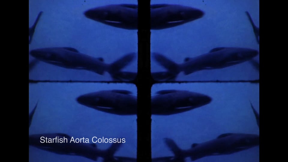 Starfish Aorta Colossus