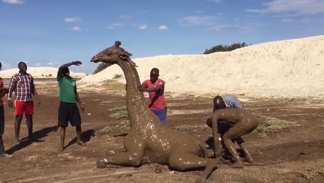 GIRAFFE RESCUED FROM A STICKY MESS - Big Life Foundation