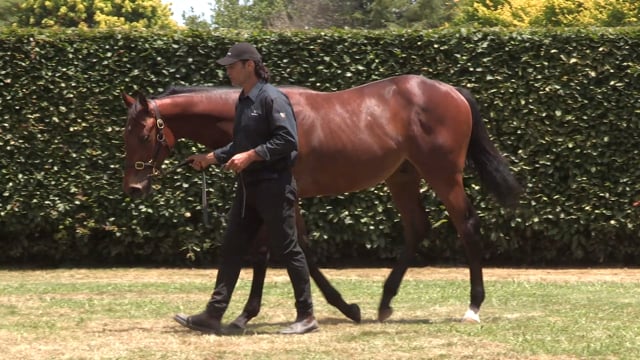 Lot 629
