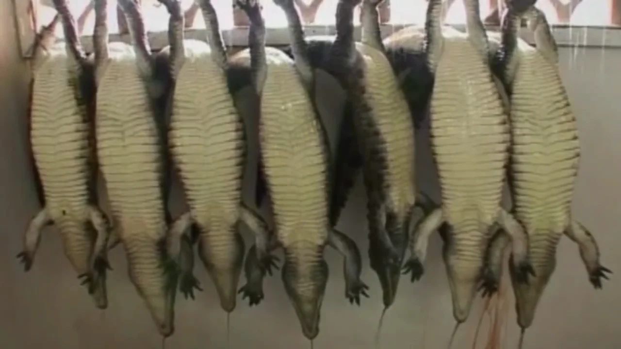 Vietnamese man skins, butchers 70kg crocodile after capturing it at his  farmland