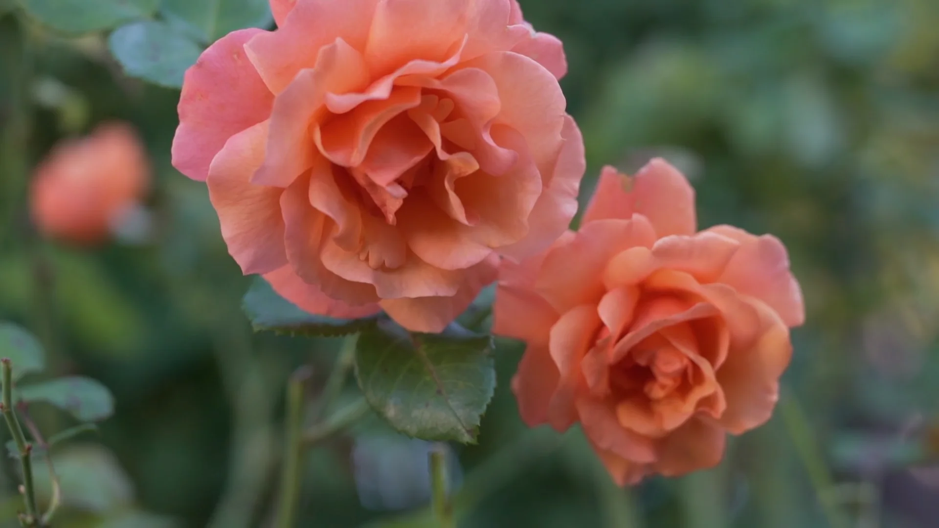 Evergreen Health Foundation - Evergreen Hospice Rose Garden