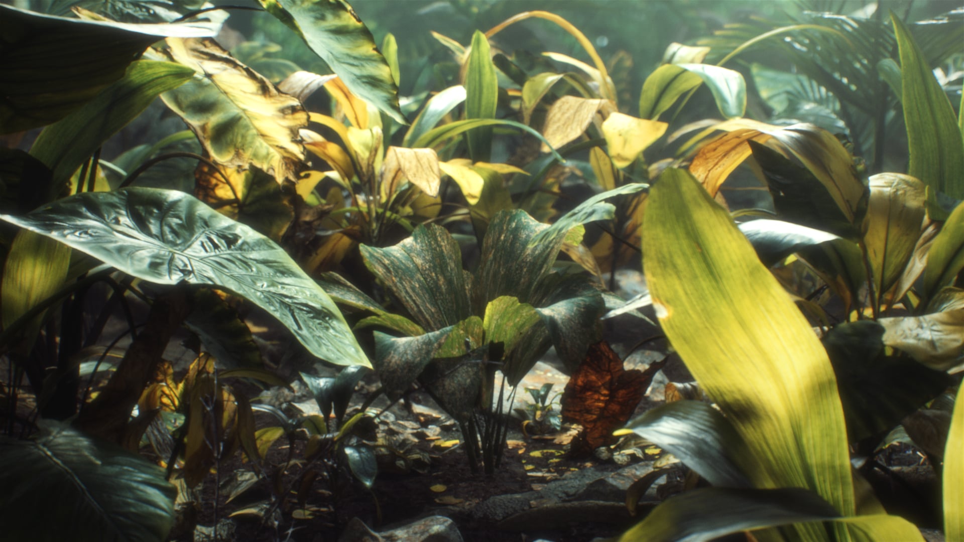 TransIp - Flourish Directors Cut