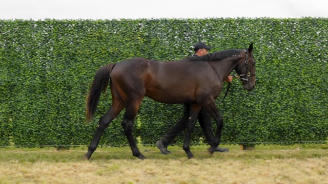 Lot 39