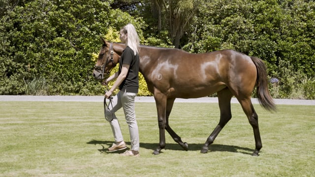 Lot 256