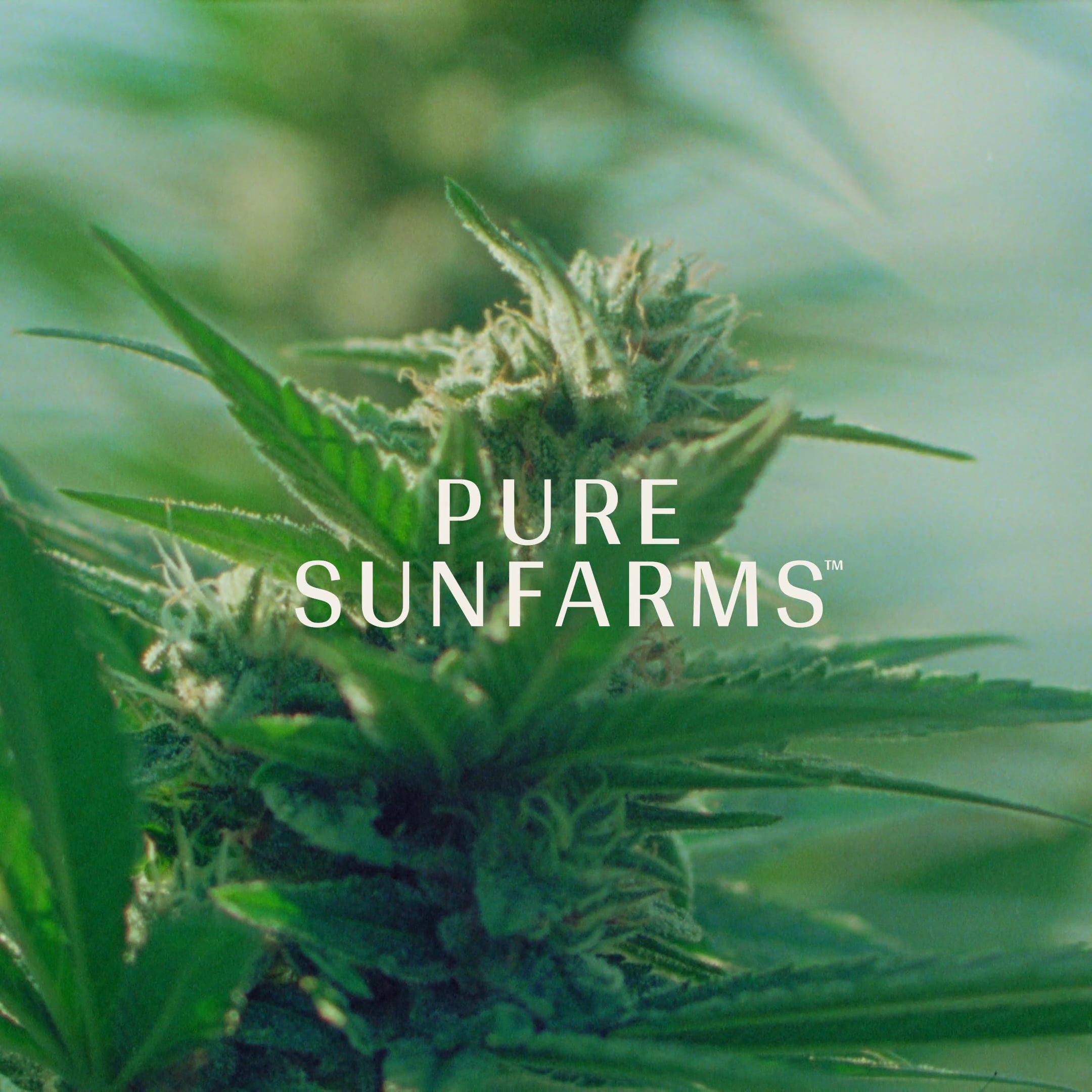 Episode 1. Welcome To Pure Sunfarms On Vimeo