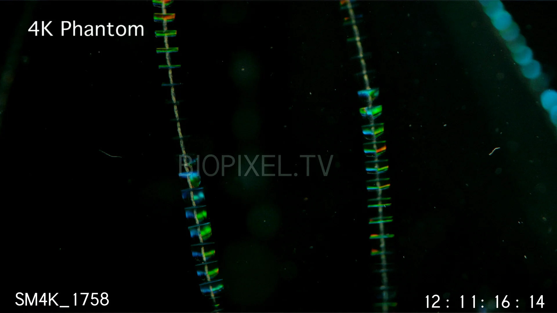 Plankton Extreme macro of ctenophore comb jelly comb plate moving