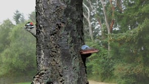 Related Embedded Video Item Thumbnail