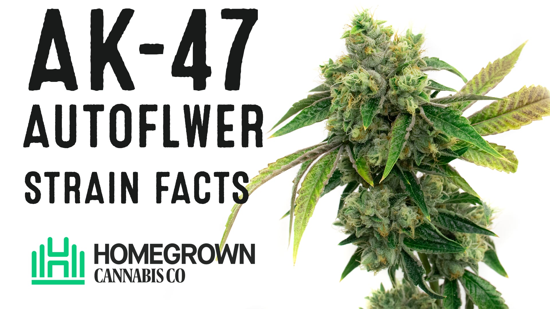AK-47 Autoflower Cannabis Seeds